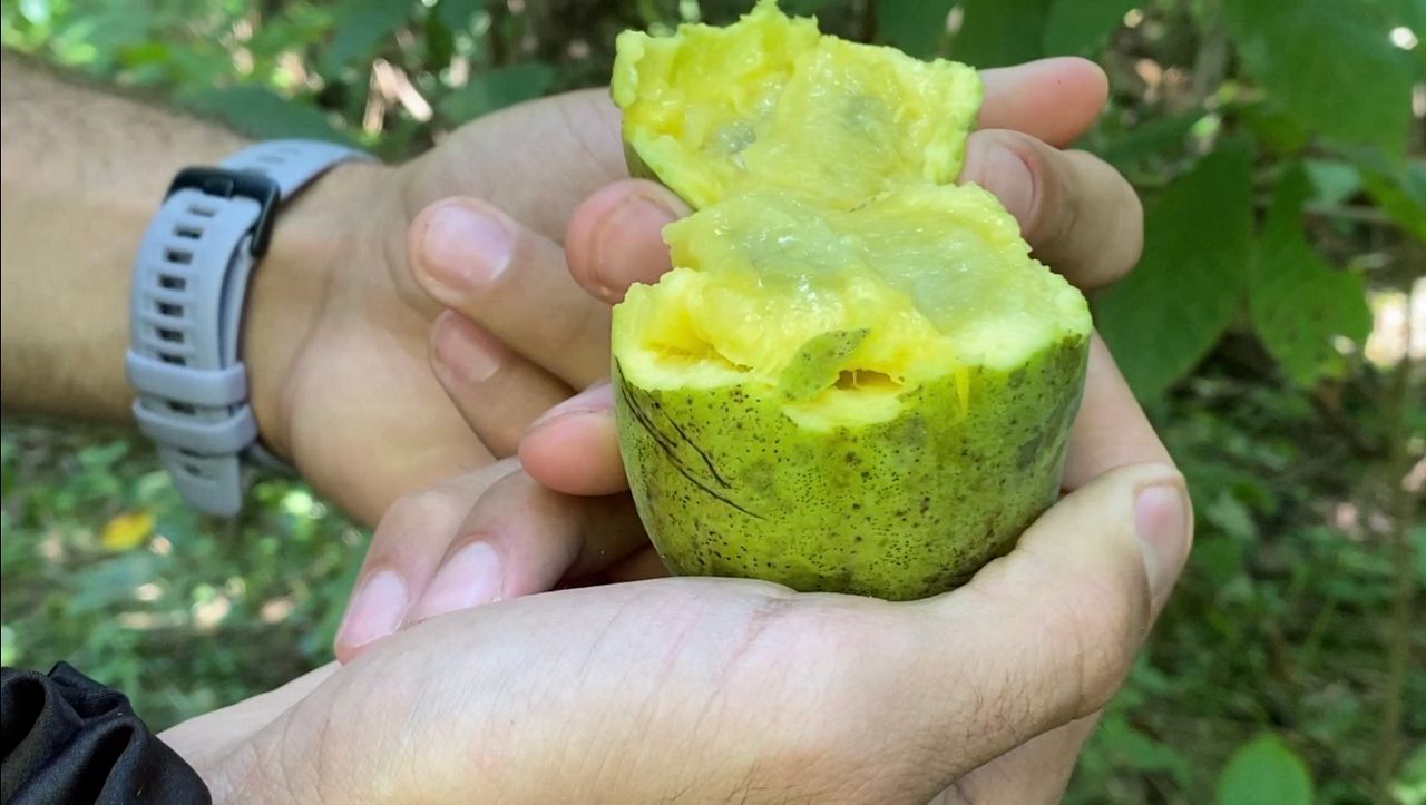 What are pawpaws and where can I find them?