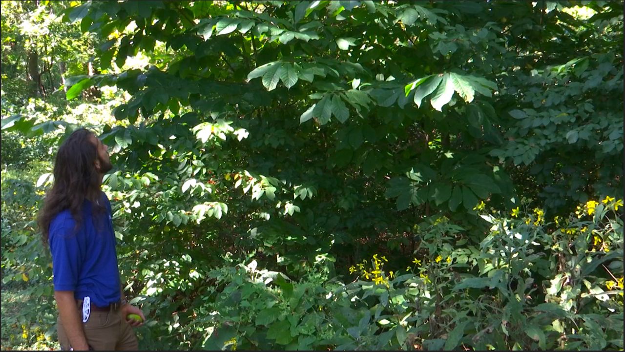 What are pawpaws and where can I find them?