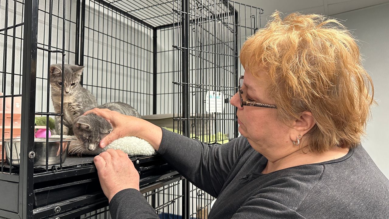 lexington pet store ordinance