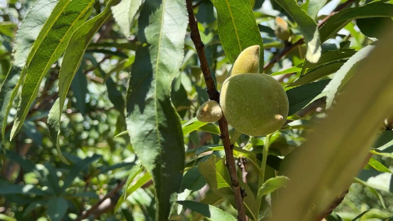 Late freeze affects peach growers in Texas Hill Country