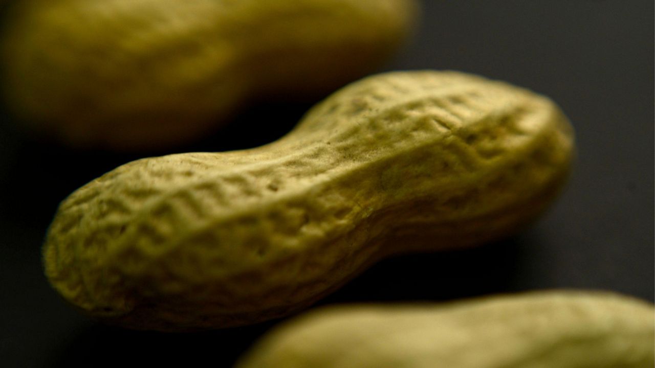 This Feb. 20, 2015 photo shows an arrangement of peanuts in New York.  (AP Photo/Patrick Sison, File)