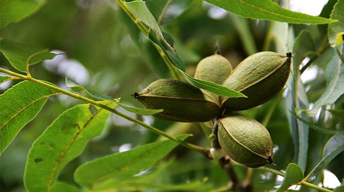 Removal of Barton Springs pecan tree ‘Flo’ delayed