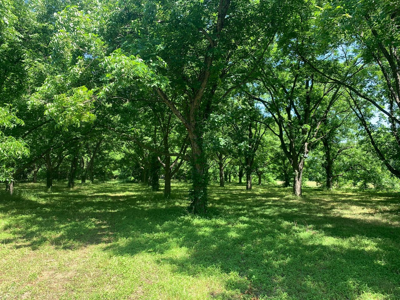 Historic Austin Pecan Grove to be Turned into Parkland