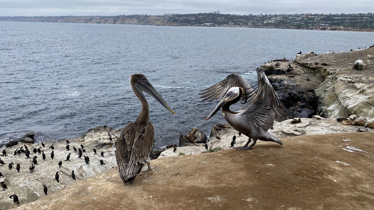 (Spectrum News/Bree Steffen)