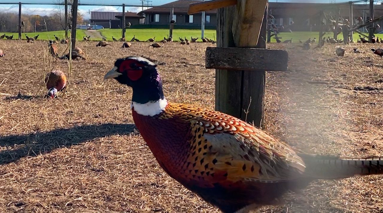 Wisconsin DNR raises, spreads pheasants for hunters