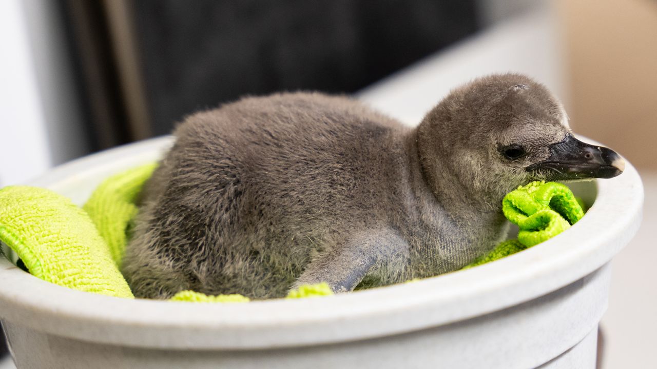 The new Humboldt penguin chick, Tercera, that officially hatched on March 3. 