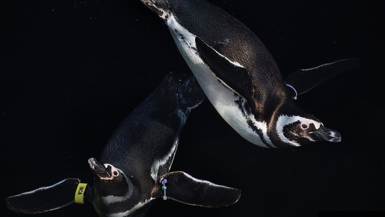 (Aquarium of the Pacific/Robin Riggs)