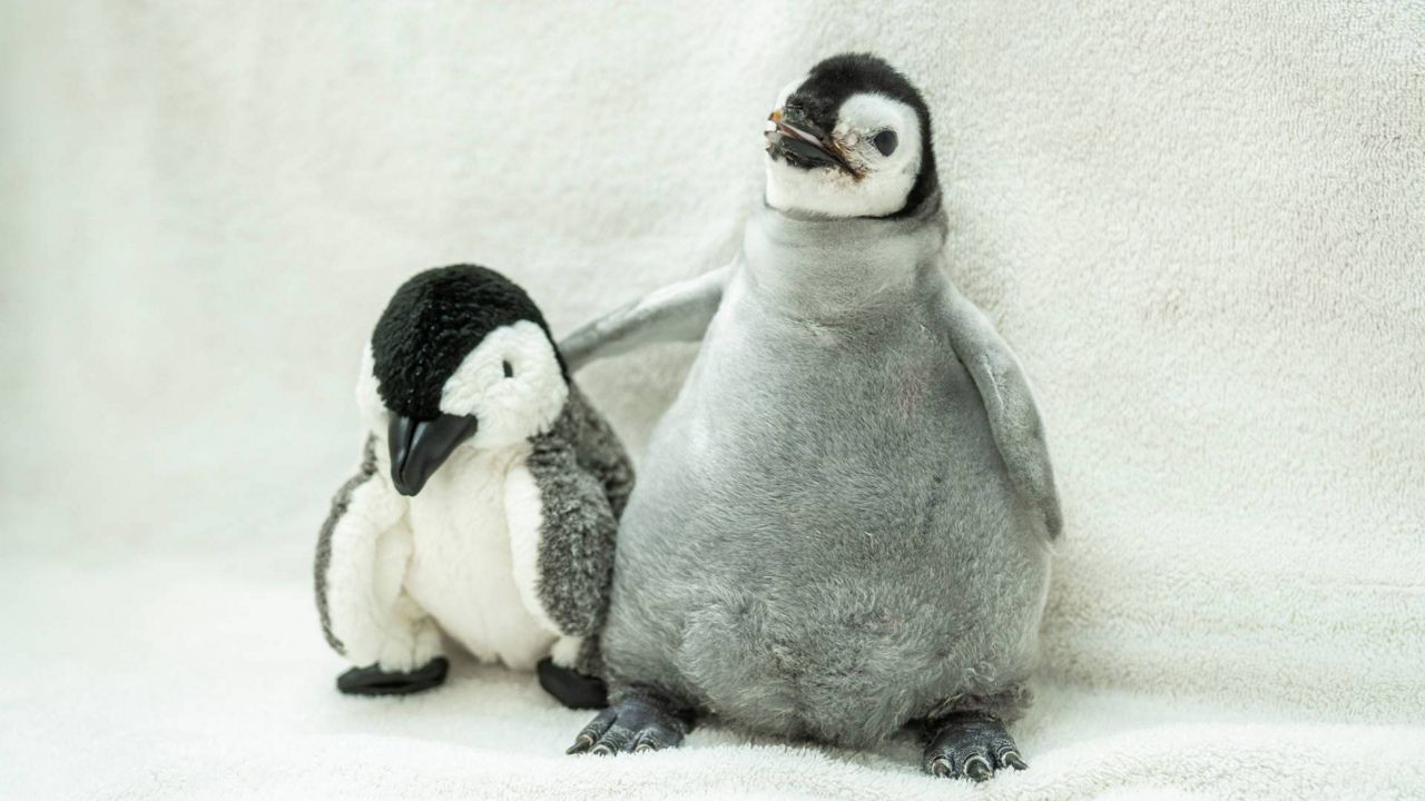 Small emperor penguin chick will have big impact on species