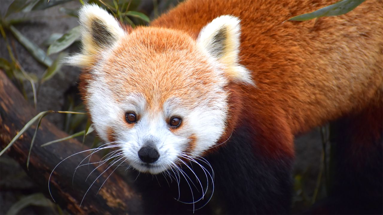Red Panda - Cincinnati Zoo & Botanical Garden