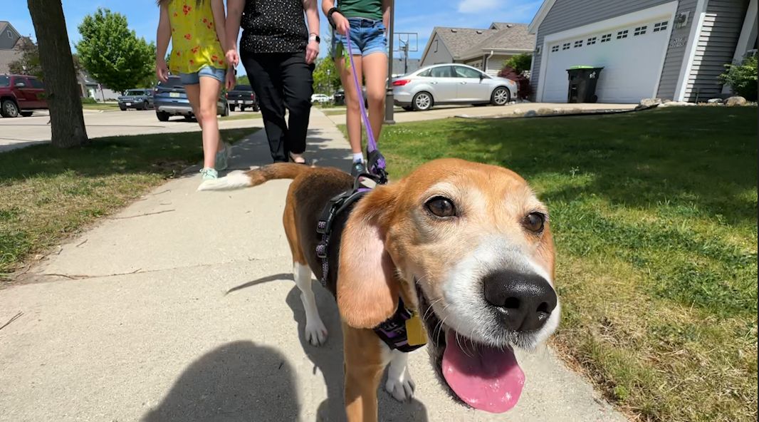 Ridglan beagle finds forever home with family in Jackson