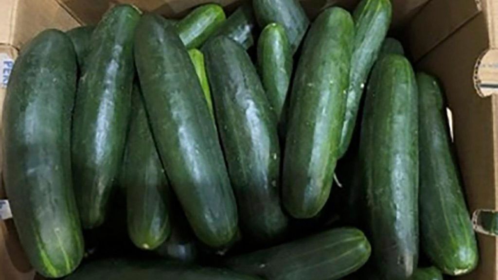 La Administración de Alimentos y Medicamentos (FDA), muestra pepinos retirados del mercado en Florida por salmonela. 