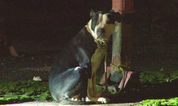 Rochester Dog Left Stranded Downtown Gets Adopted by New Family