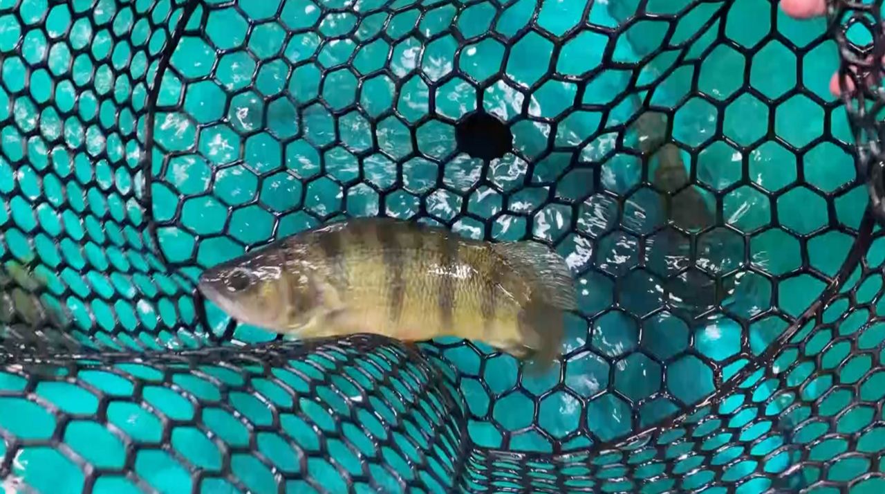Warming climate affecting Wisconsin's fish population - Vimarsana News