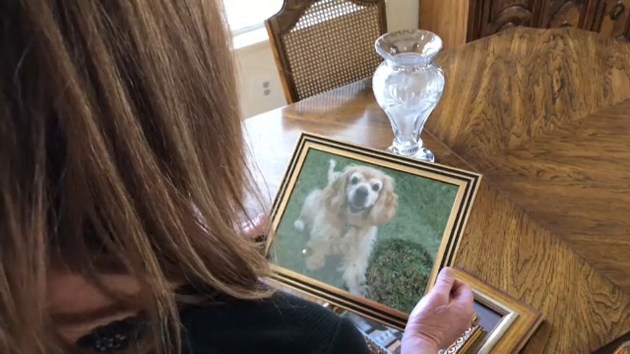 What Happens During Cremation Of A Dog