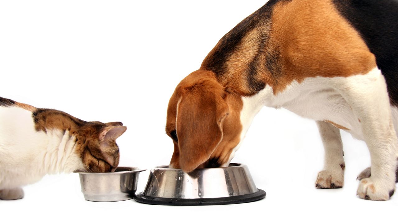 A dog and a cat eating from bowls