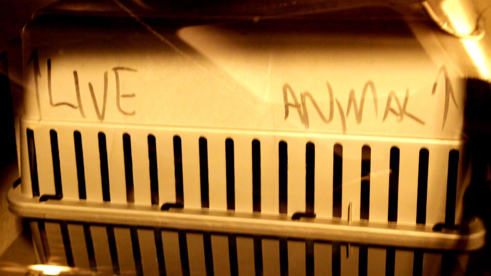 FILE- Crate with "live animal" written on it. Image/SupportPDX, Flickr