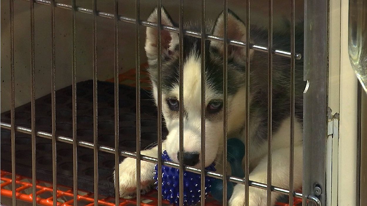 Puppy Mill Pipeline Bill to end dog, cat sales in New York pet stores