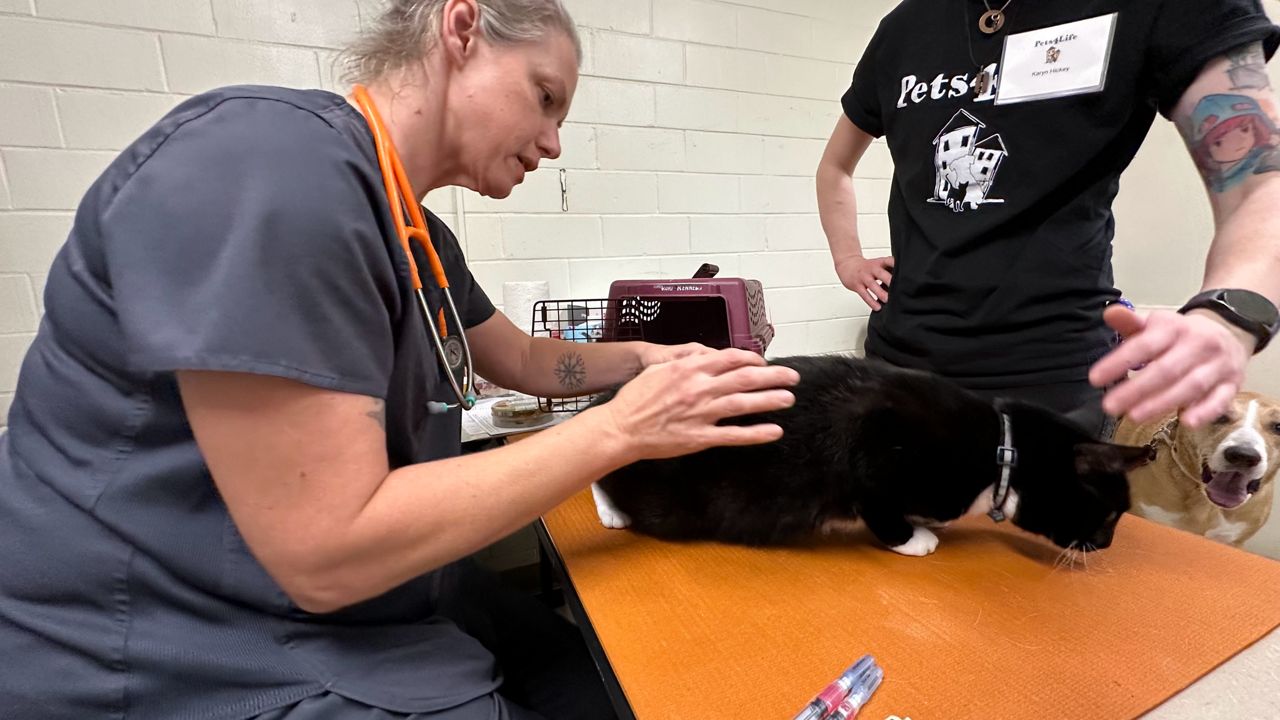 Pets4Life Louisville Provides Affordable Veterinary Care in Veterinary Desert