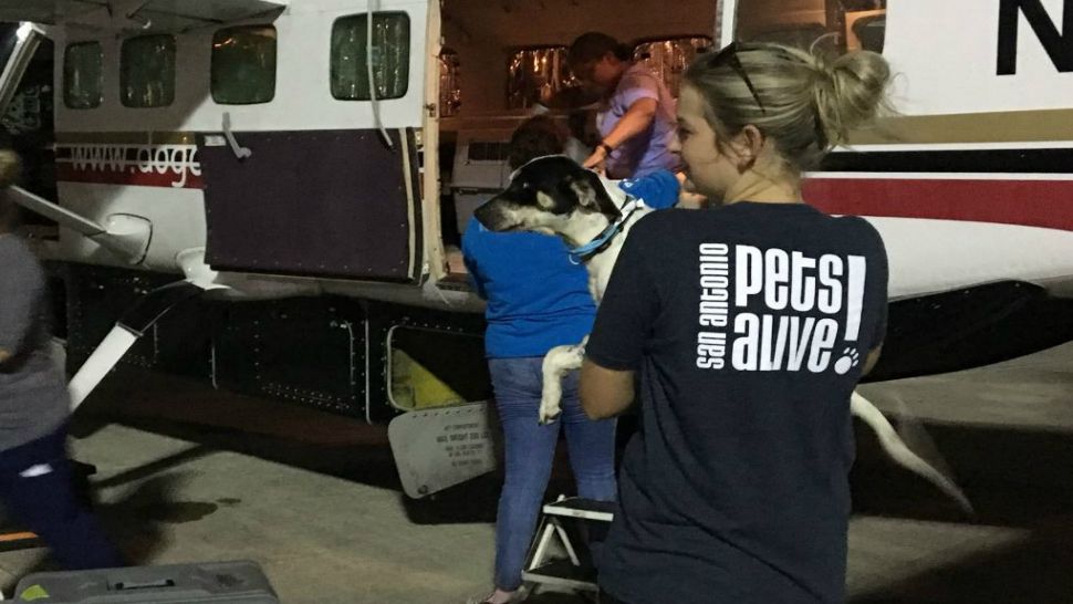 Dogs are loaded onto an airplane at Kelly Field Airport in San Antonio, Texas, as part of San Antonio Pets Alive!'s Headin' Home Transport Program in this image from September 24, 2019. (Annette Garcia/Spectrum News)