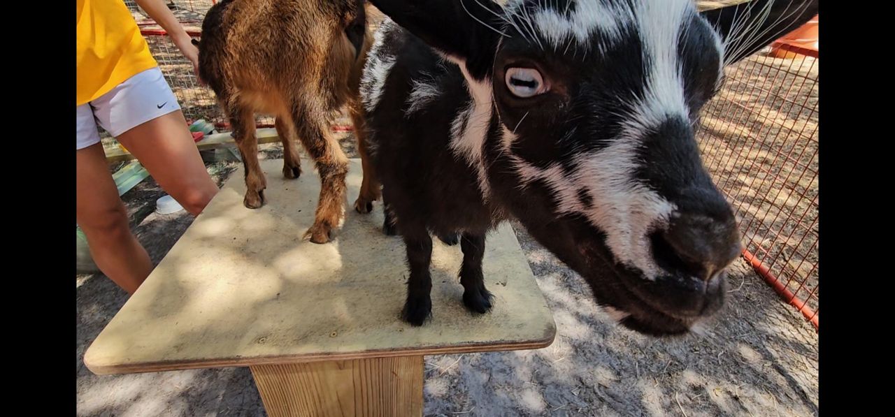 Nigerian dwarf goats are among the animals guests can interact with at Green Meadows Petting Farm. (Spectrum News/Chris Hare)