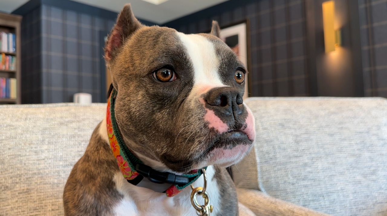 Everyday Hero: Rescue dog becomes a therapy dog