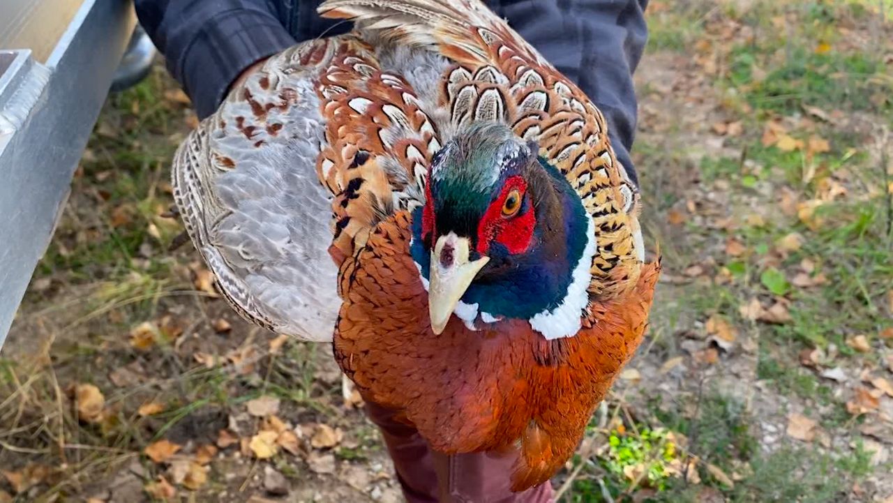 Meet the Ring-necked Pheasant — Sacramento Audubon Society