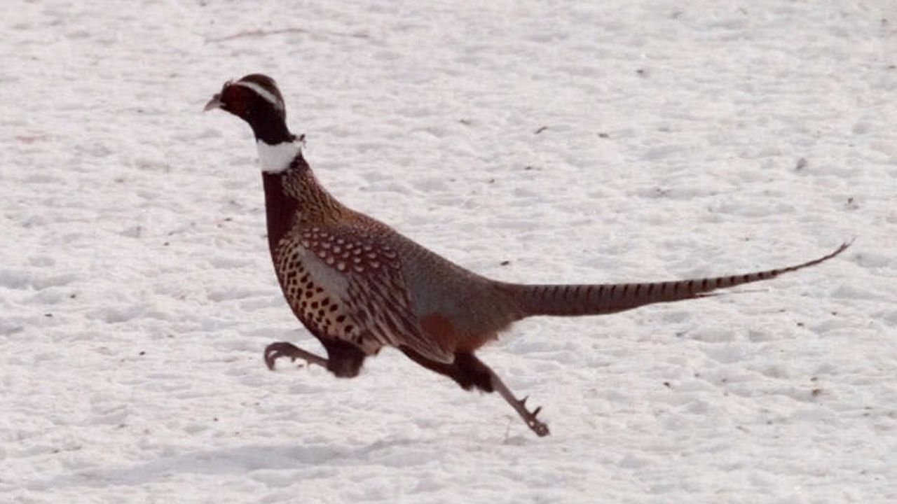 A male Chinese ring neck pheasant runs through a field followed closely by a hen at the Richard E. Reynolds Game Farm in Ithaca NY, Saturday, Feb. 12, 2000. 