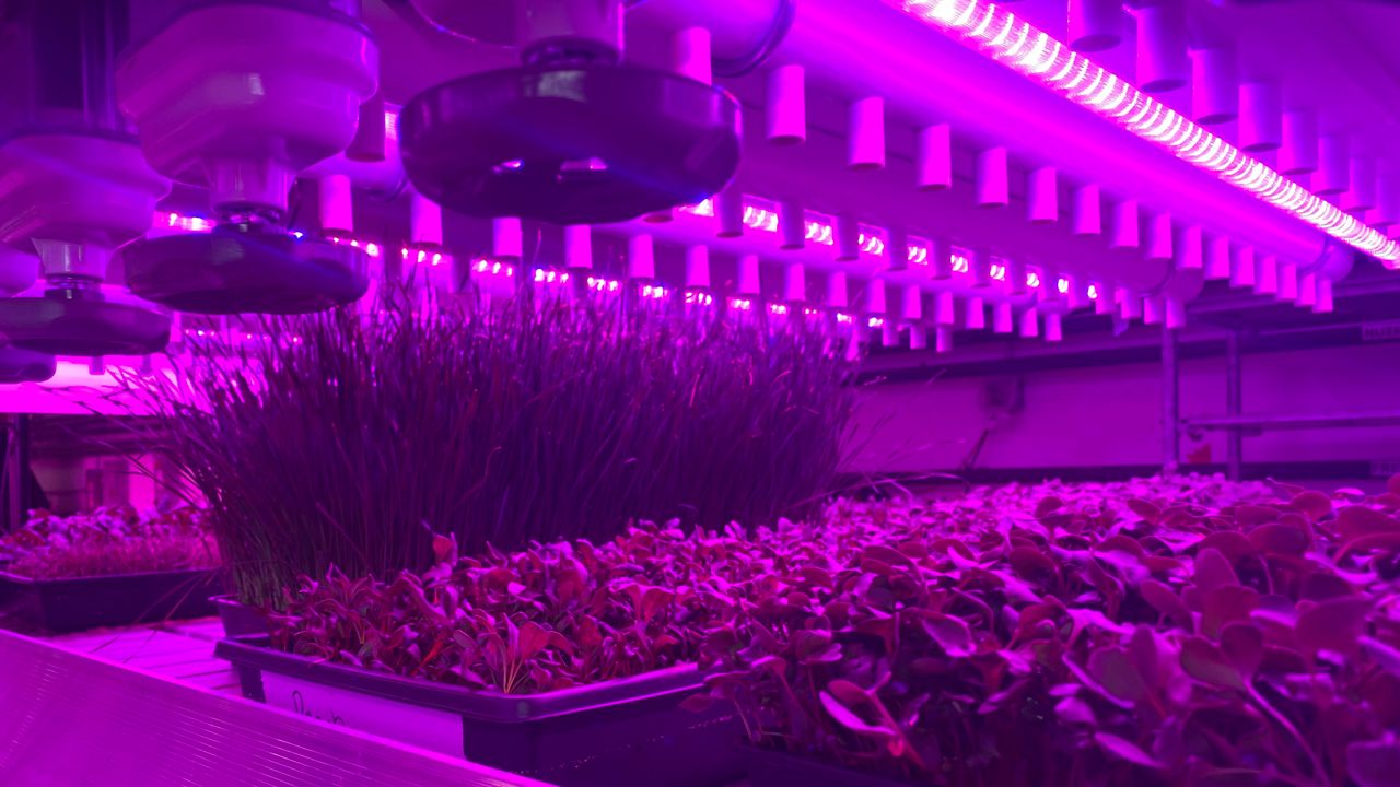 Indoor growing system producing plants year round