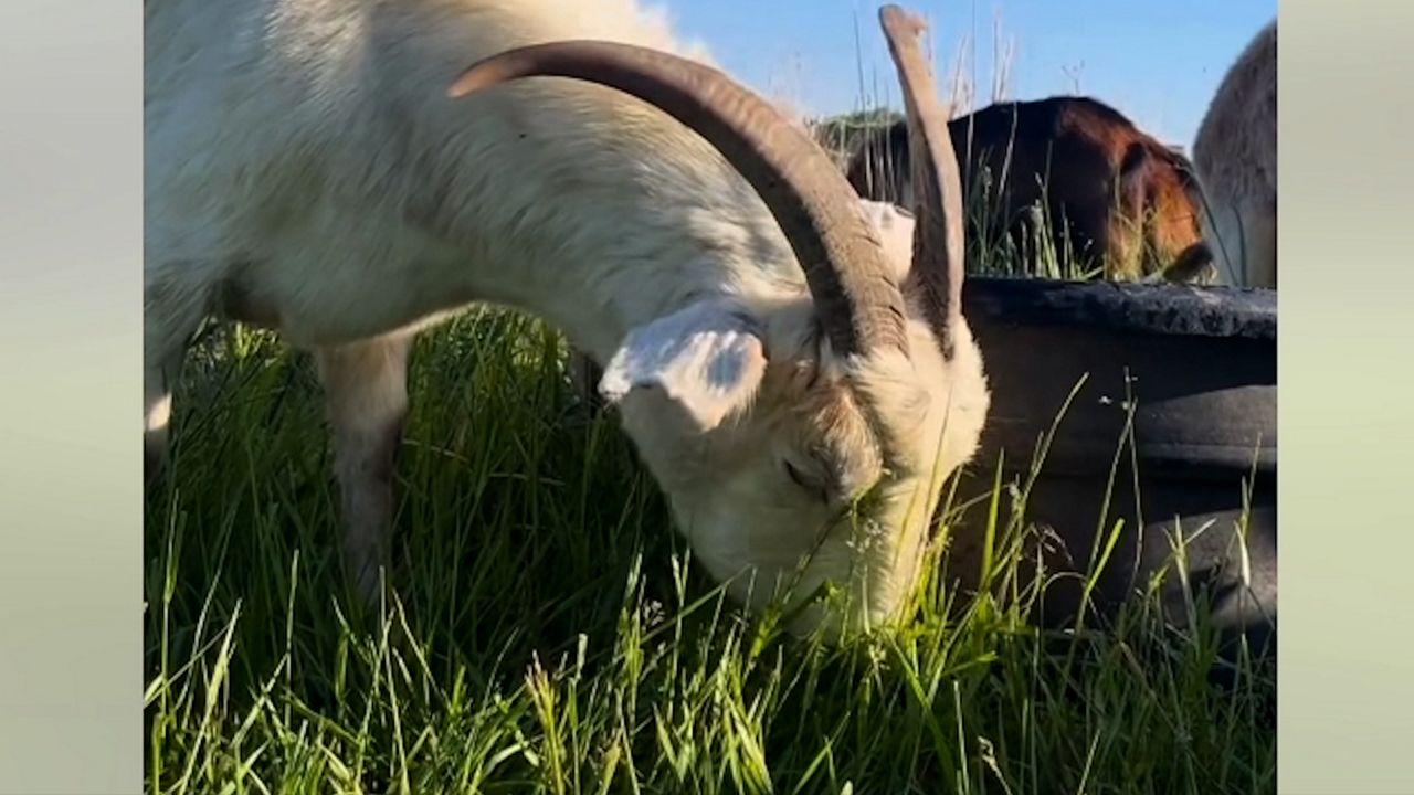 Goats on the Go clearing vegetation at Station 3 in Wildwood