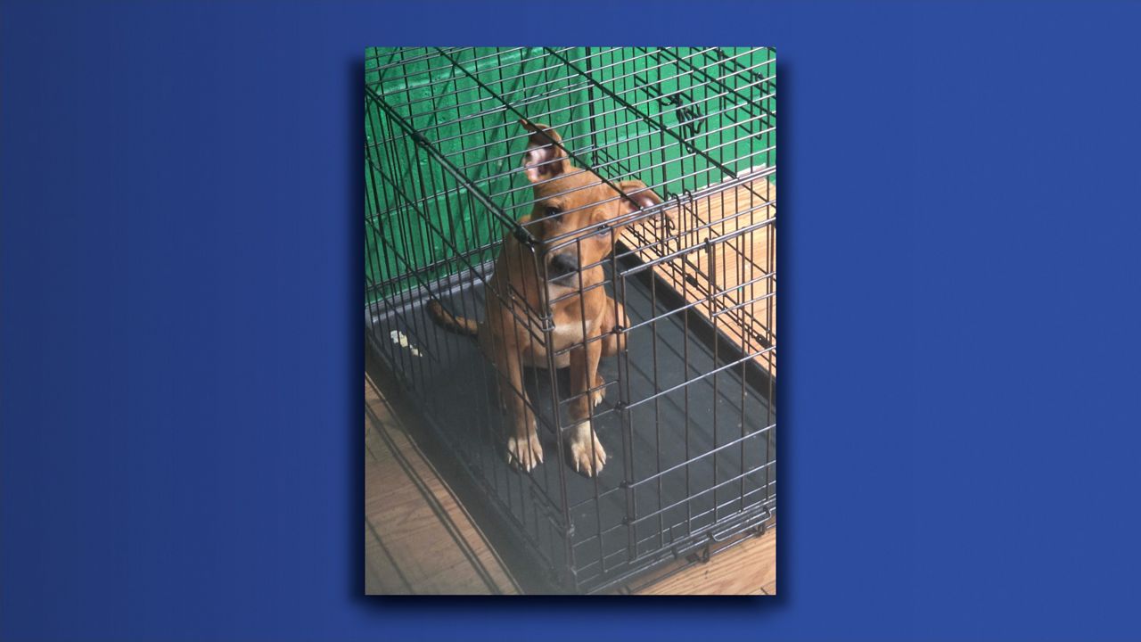 Granite City Police seize 25 pets