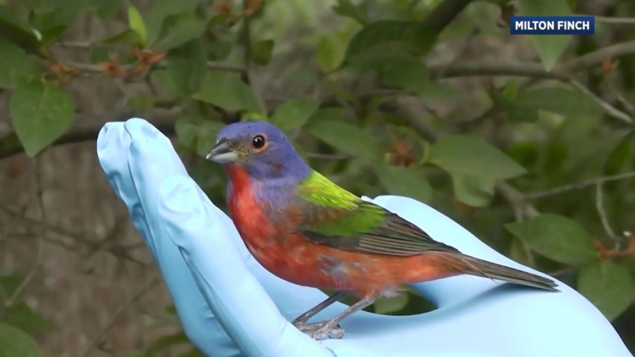 Moving inland Painted bunting spotted in Raleigh TrendRadars