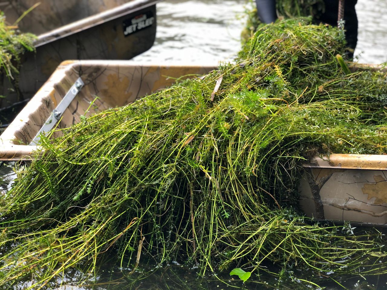 Bucket full of invasive plants that were removed from the San Marcos River. (Charlotte Scott/Spectrum News 1)