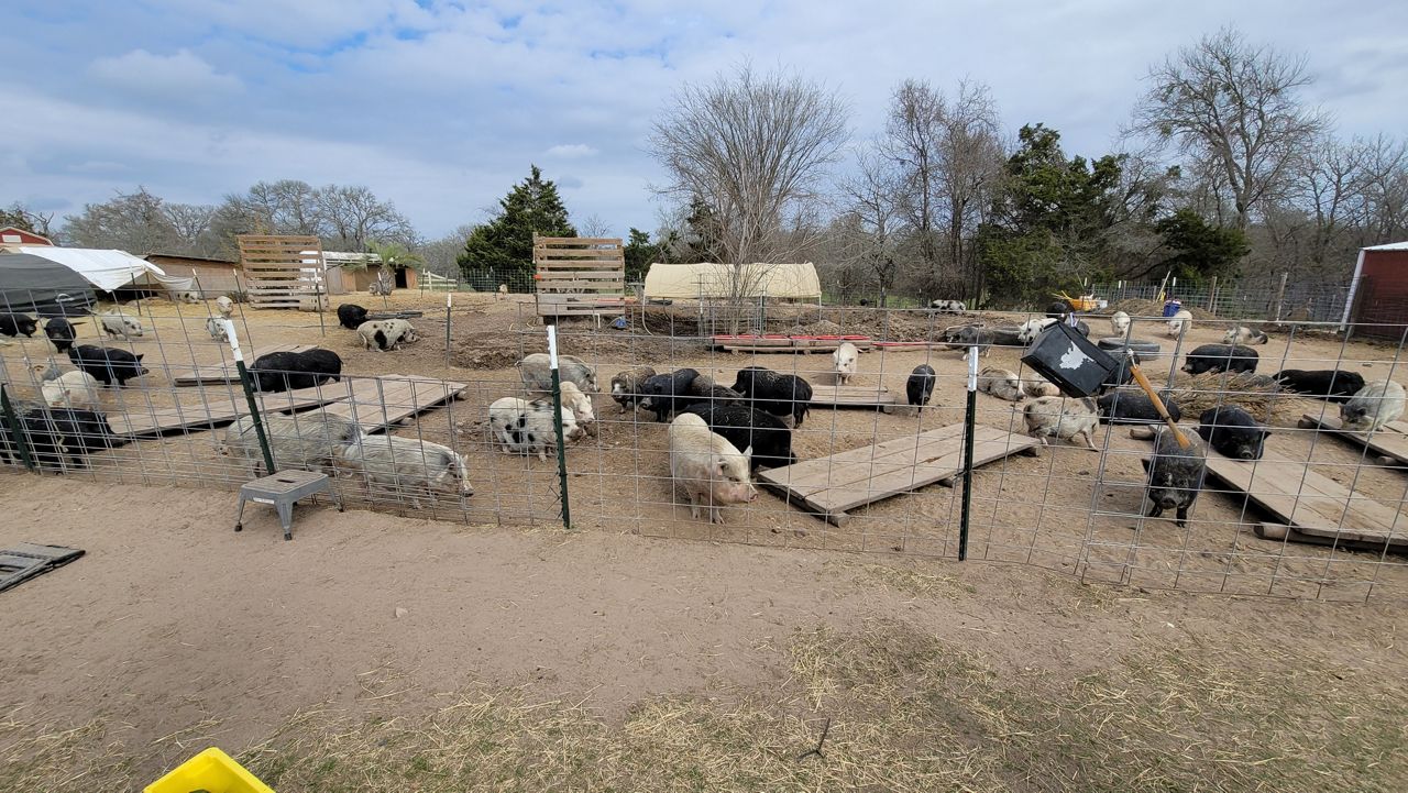 Pigs at Central Texas Pig Rescue (Agustin Garfias/Spectrum News 1)