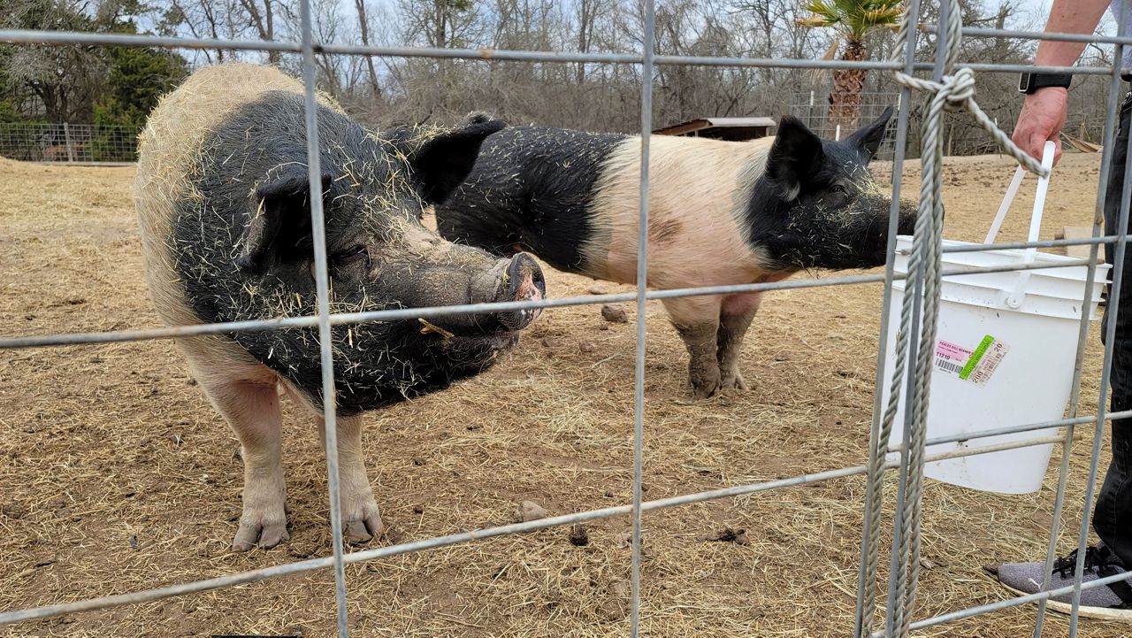 Pigs at Central Texas Pig Rescue (Agustin Garfias/Spectrum News 1)