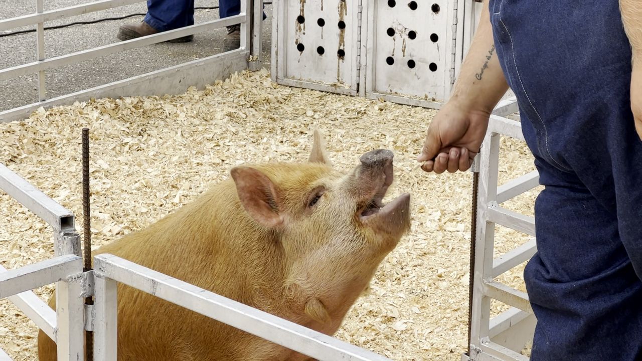 Pig Races Draw in Large Crowds at the State Fair