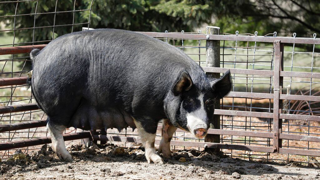 Bird flu detected in pig in Oregon