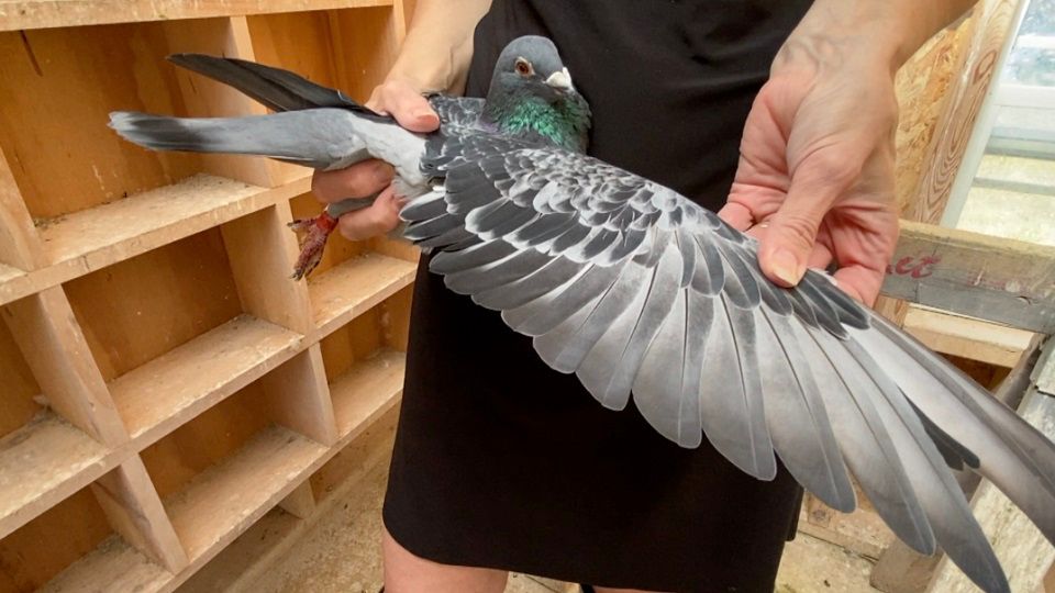 Western NY pigeon racers push for more participation