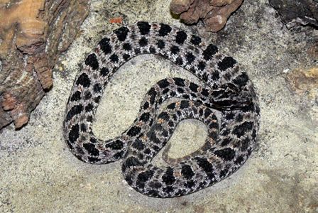 western north carolina timber rattlesnake