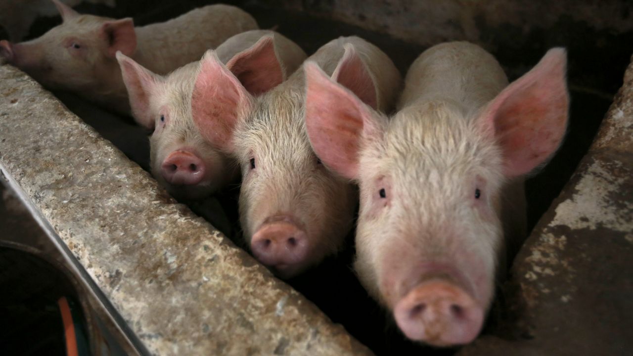Pigs unaffiliated with the Yale research look up from their enclosure in Ciudad Juarez, Mexico. (AP Photo/Christian Chavez, File)