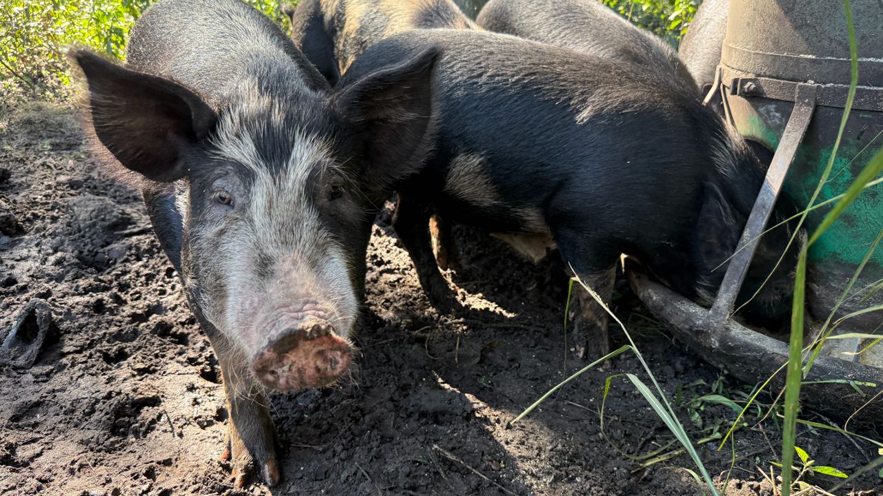 Bill could let small farmers process their own red meat without federal inspection