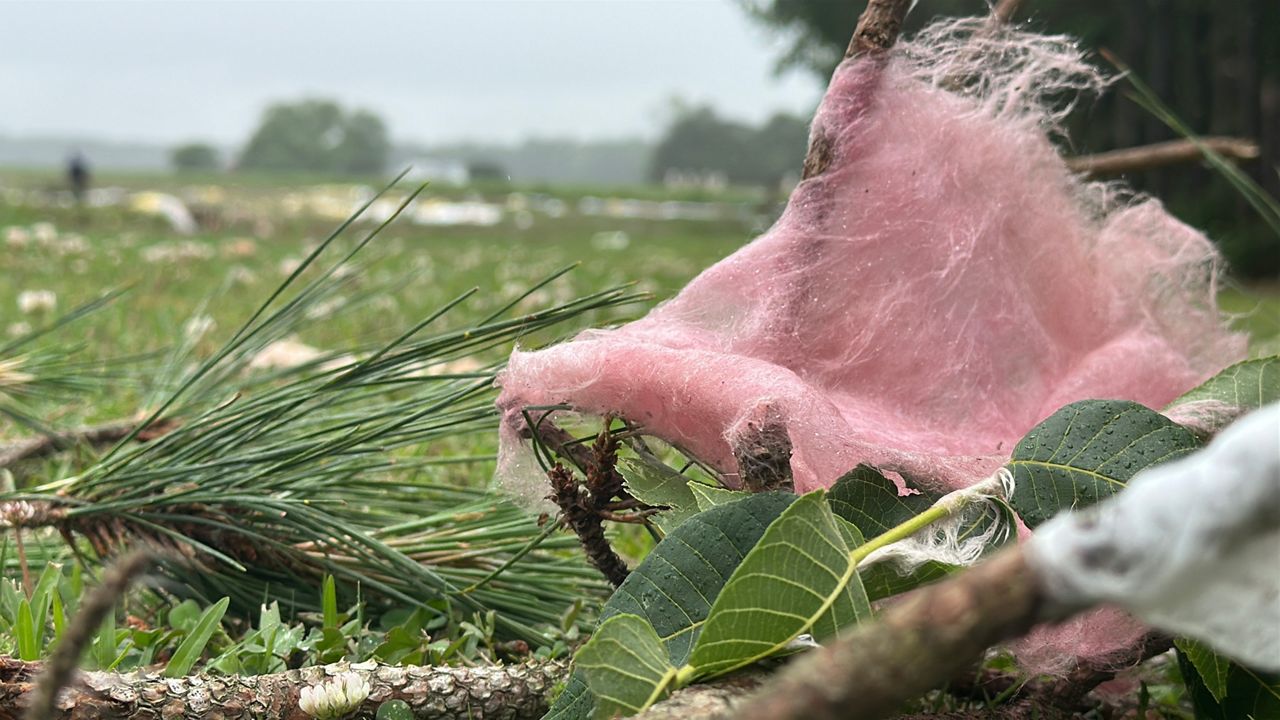 Insulation was ripped out of a building at Drake Farms in Pinetops early Tuesday morning, when an EF1 tornado was recorded. (Spectrum News 1/Patrick Thomas) 