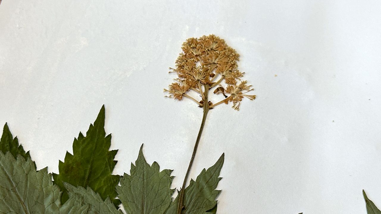 Cornell researchers confirm new flowering plant species in New York