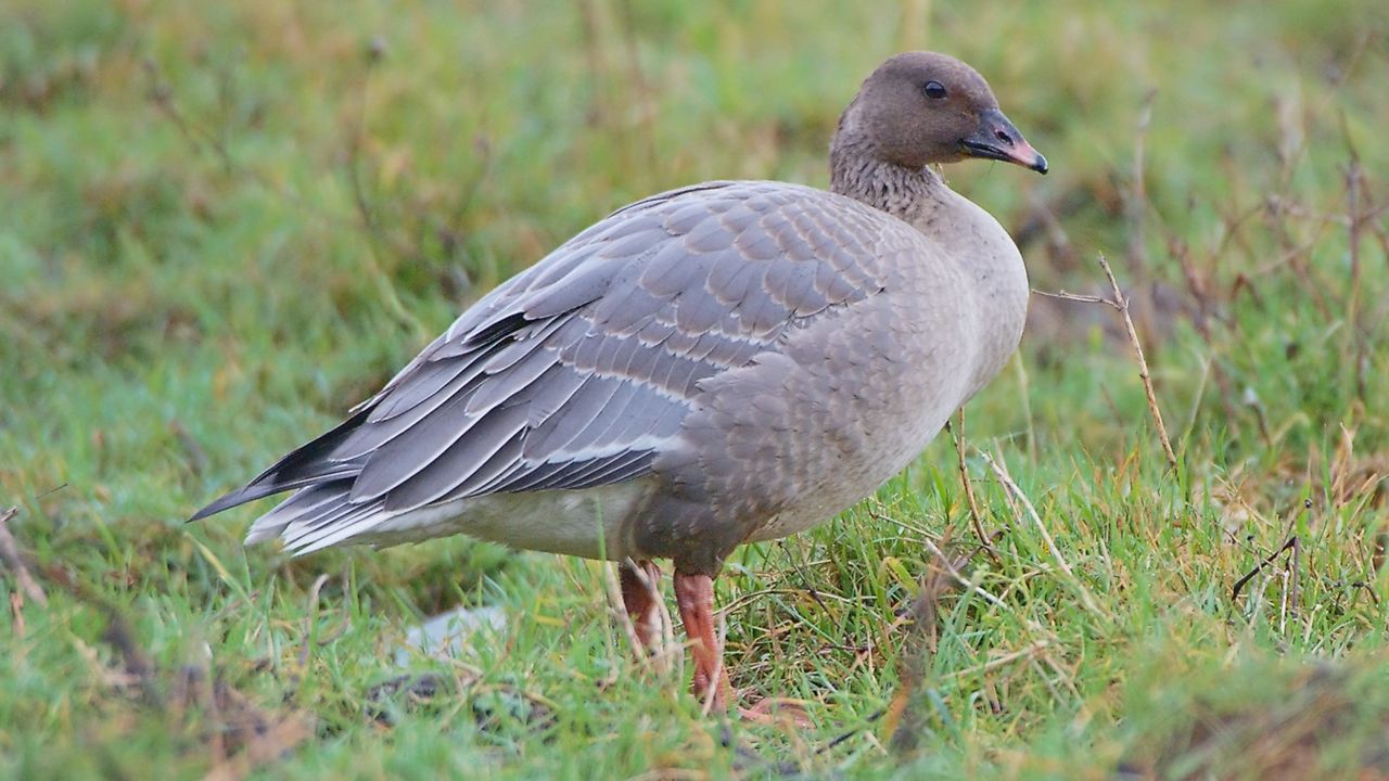 pink footed goose
