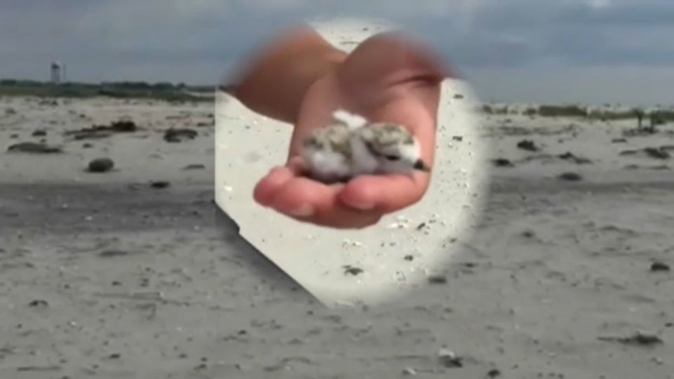 Going Green population piping plovers increasing