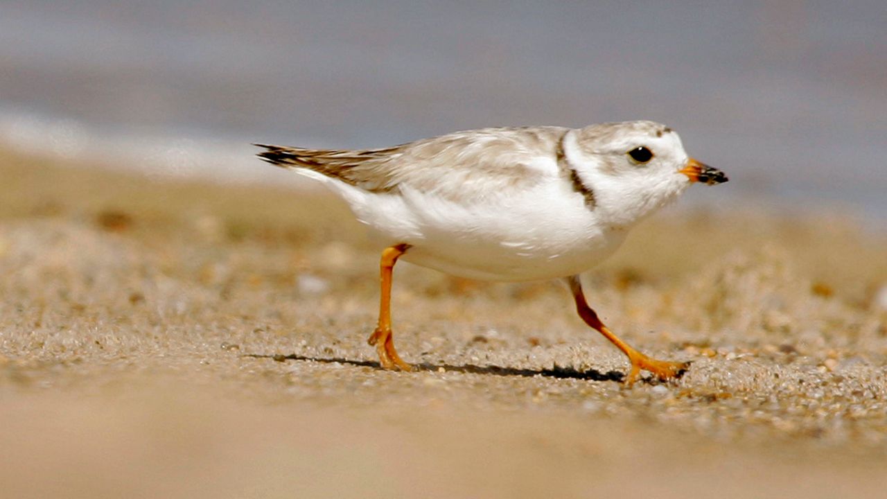 In this July 12, 2007, file photo, an adult piping plover runs along a beach in Westerly, R.I. Piping plovers are one of about a half-dozen beach-nesting birds of North Carolina.  (AP Photo/Steven Senne, file)