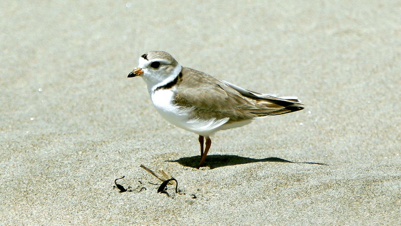 A piping plover, an endangered shorebird, pauses in the sand at Seawall Beach in Maine on Tuesday, June 13, 2006.