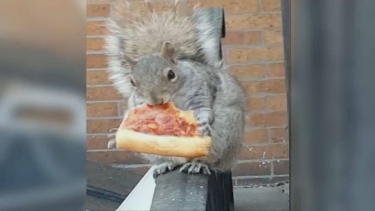 Pizza squirrels in Queens