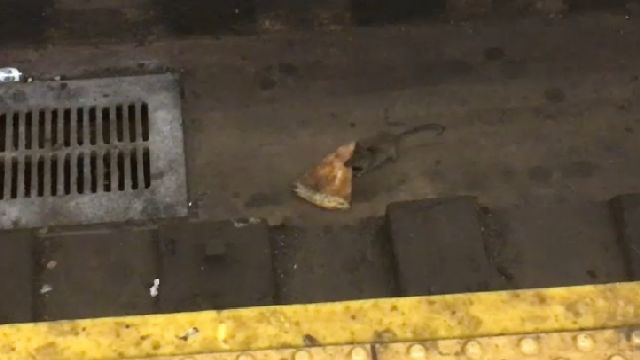 pizza rat returns
