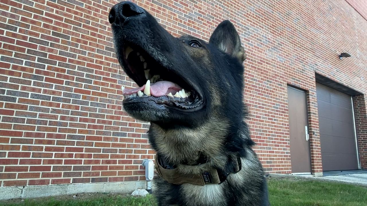 Grafton Police Department fundraises for K9 unit