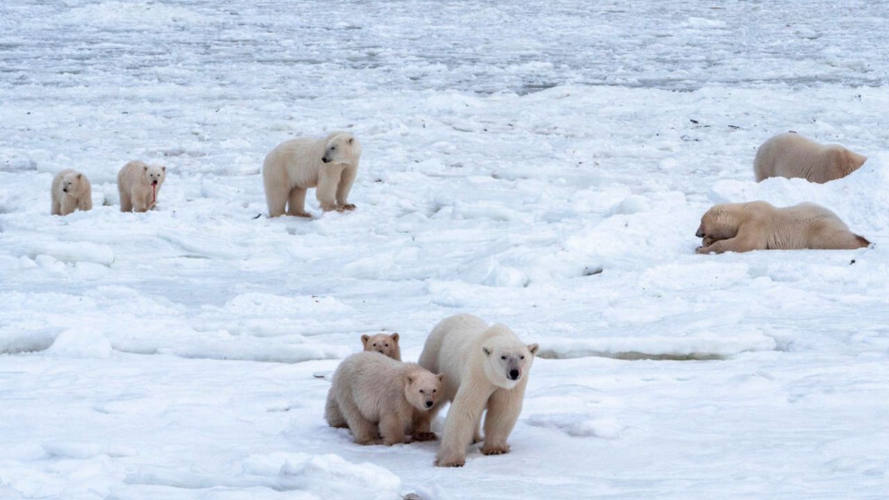 This 2020 photo provided by Polar Bears International shows polar bears in Churchill, Manitoba, Canada during migration. Arctic sea ice — frozen ocean water — shrinks during the summer as it gets warmer, then forms again in the long winter. How much it shrinks is where global warming kicks in, scientists say. The more the sea ice shrinks in the summer, the thinner the ice is overall, because the ice is weaker first-year ice. (Kieran McIver/Polar Bears International via AP)